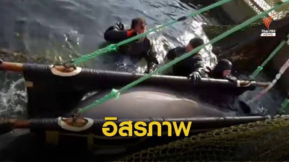 รัสเซียช่วย "วาฬเบลูกา" ถูกขัง 50 ตัวปล่อยคืนทะเล