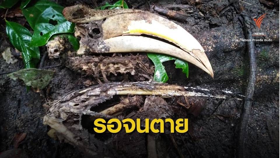 สะเทือนใจ! ซาก "แม่นกกก" ตายคาโพรง คาดพ่อนกถูกยิงตาย