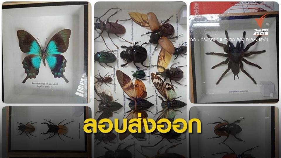 ยึดพัสดุตีกลับซุกผีเสื้อ-แมลงลอบส่งนอกประเทศ
