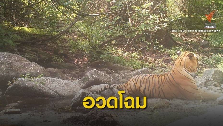 สุดประทับใจ! สัตว์ป่าหายากชุมนุมป่าห้วยขาแข้ง