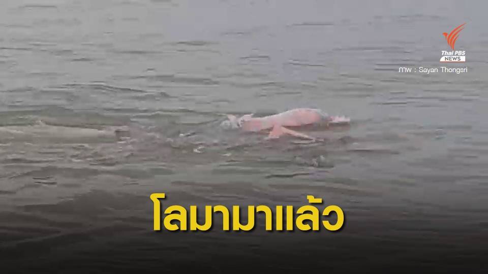 นักท่องเที่ยวตื่นเต้น "โลมา" อวดโฉมริมหาดม่วงงาม
