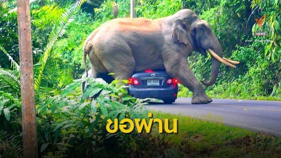 ระทึก! "พี่ดื้อ" ช้างป่าเขาใหญ่คร่อมรถนักท่องเที่ยวหลังคายุบ