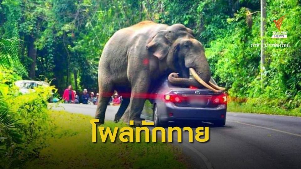 10 ข้อปฏิบัติเมื่อเจอ "พี่ดื้อ" ช้างป่าเขาใหญ่และผองเพื่อน
