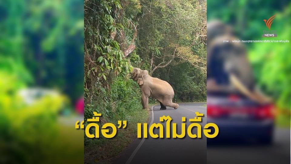 สัตวแพทย์ ระบุ "พี่ดื้อเขาใหญ่" ไม่ดื้อ แต่ชอบเล่นรถ