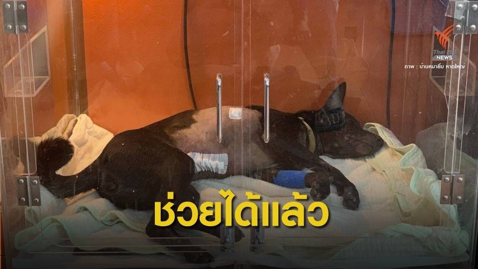 ตามหามือยิงฉมวกใส่หมา "หมีดำ" ในค่ายทหาร จ.สงขลา