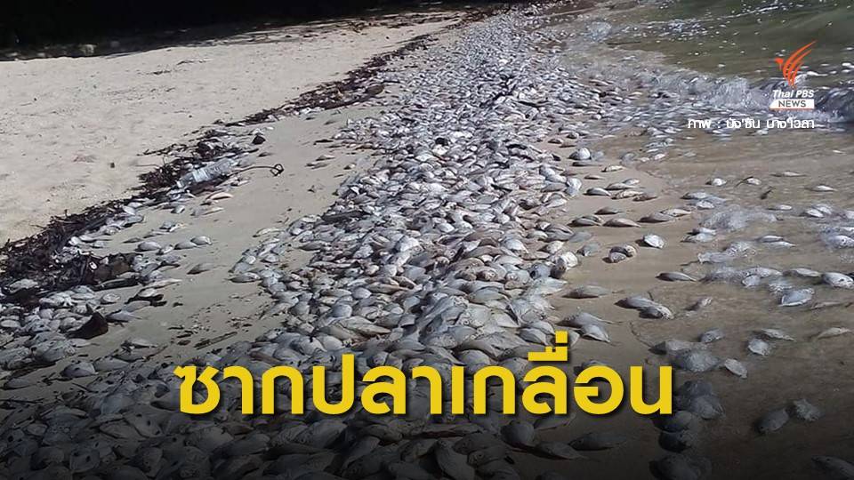 แจงปลาเกลื่อนหาดภูเก็ต ประมงมักง่ายโยนทิ้งน้ำ