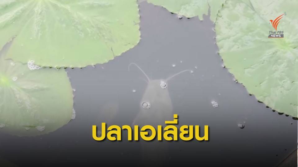 ไขปม! "ดุกบิ๊กอุย" ปลาเอเลี่ยนห้ามปล่อยลงแม่น้ำ