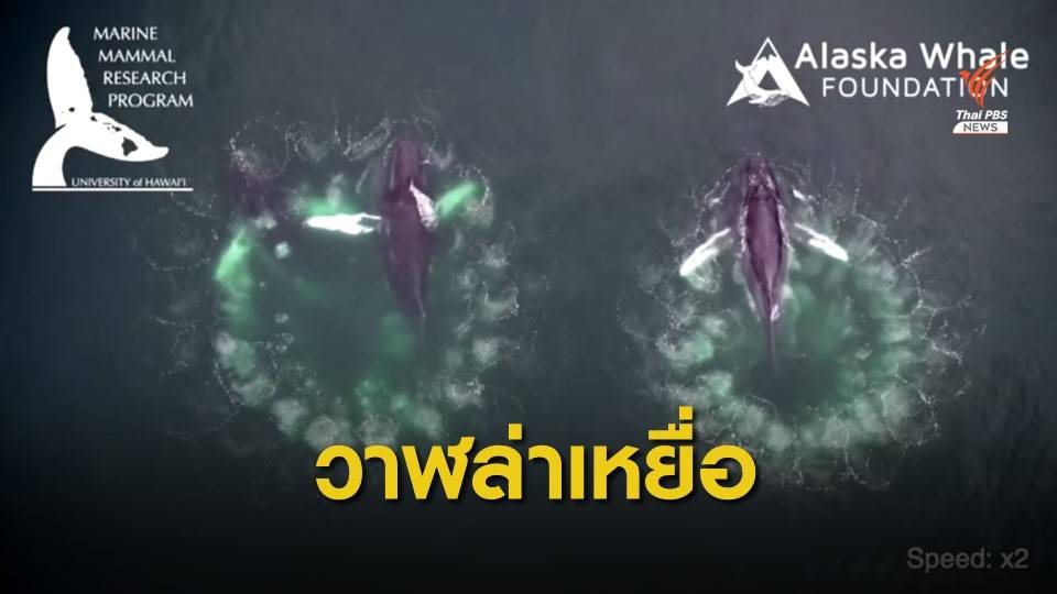นักวิทยาศาสตร์เผยภาพวาฬหลังค่อมล่าเหยื่อ