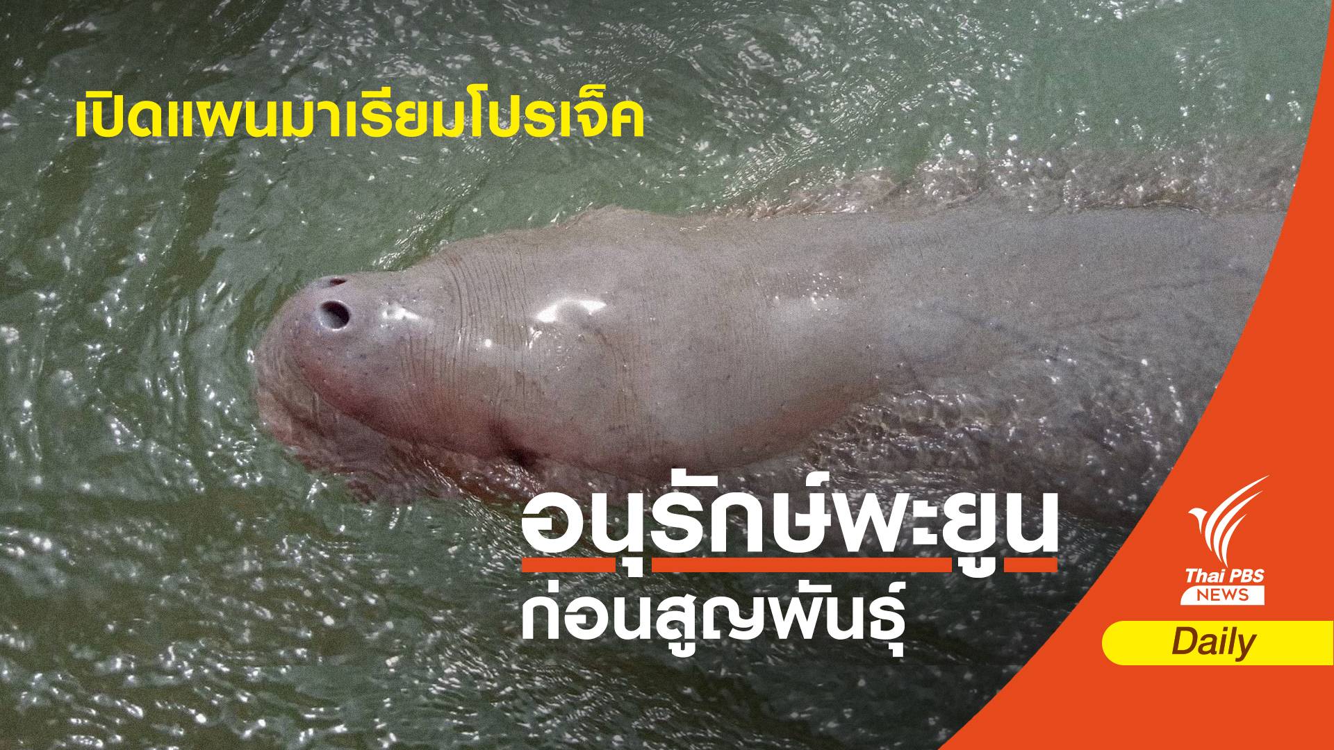 จ่อประกาศ 12 พื้นที่คุ้มครองบ้าน "พะยูน" ฝูงสุดท้าย