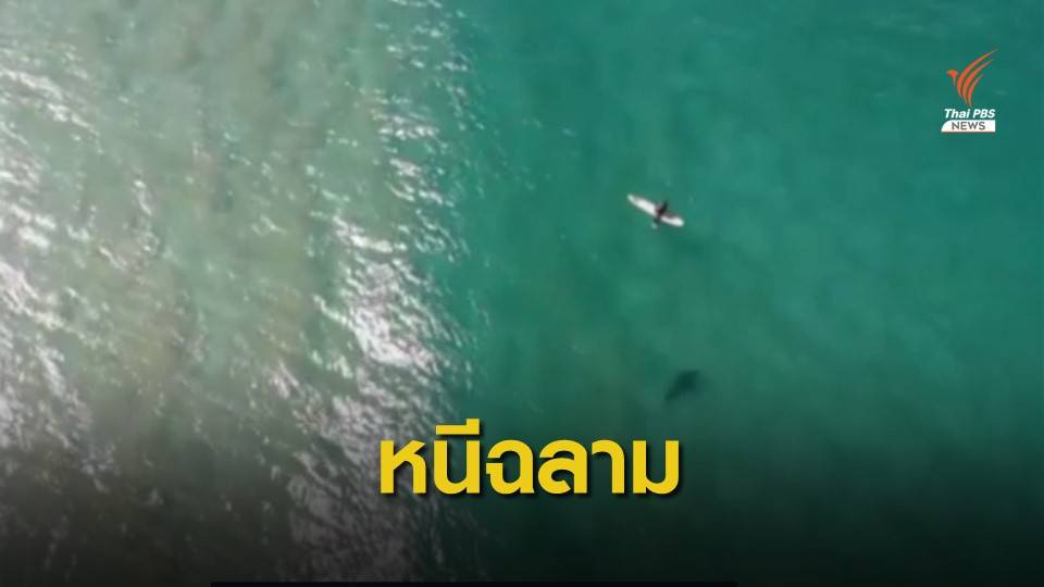 นักโต้คลื่นออสซี่รอดจากฉลาม หลังโดรนส่งเสียงเตือนภัย