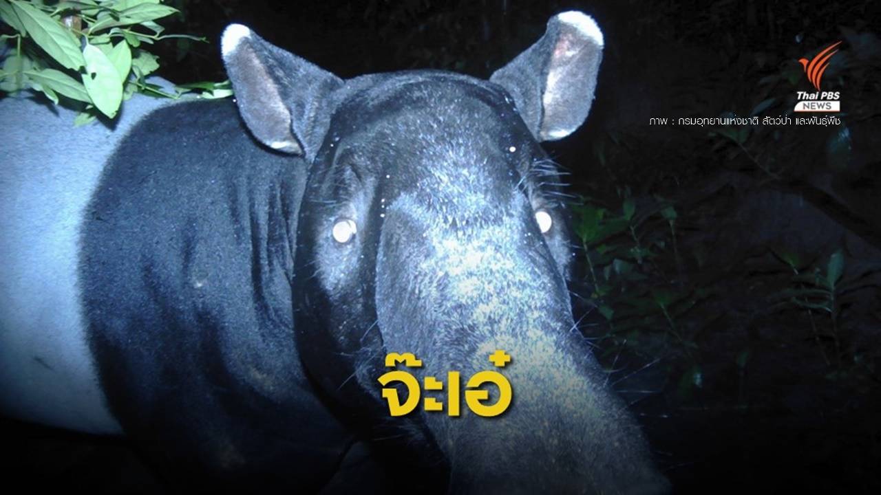 มีจริง! กล้องดักถ่ายจับภาพ "สมเสร็จ" ในป่าลำคลองงู