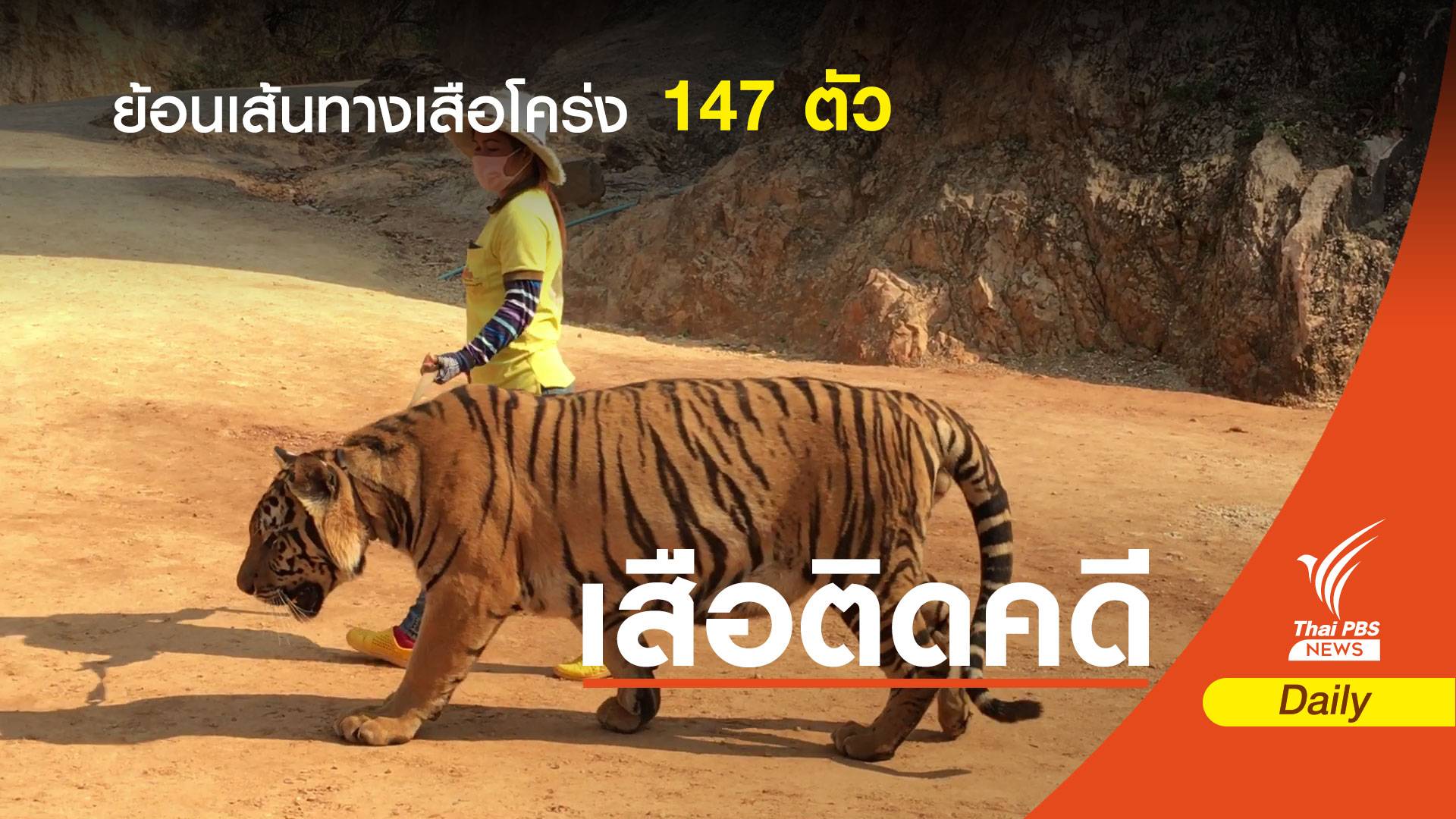 ย้อนเส้นทางเสือโคร่งของกลาง 147 ตัว