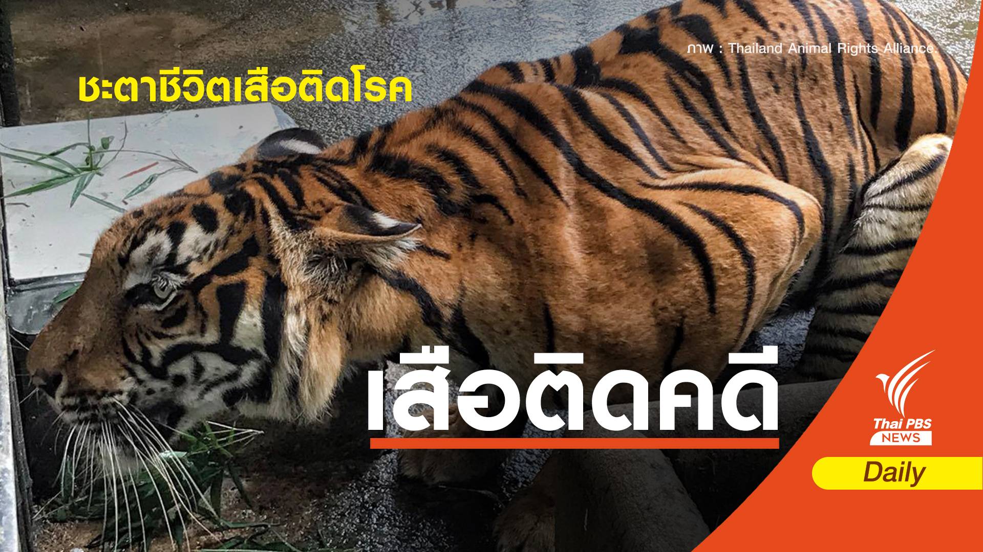 กลุ่มสิทธิสัตว์ตั้งคำถาม ชะตาชีวิต "เสือ" ติดโรค