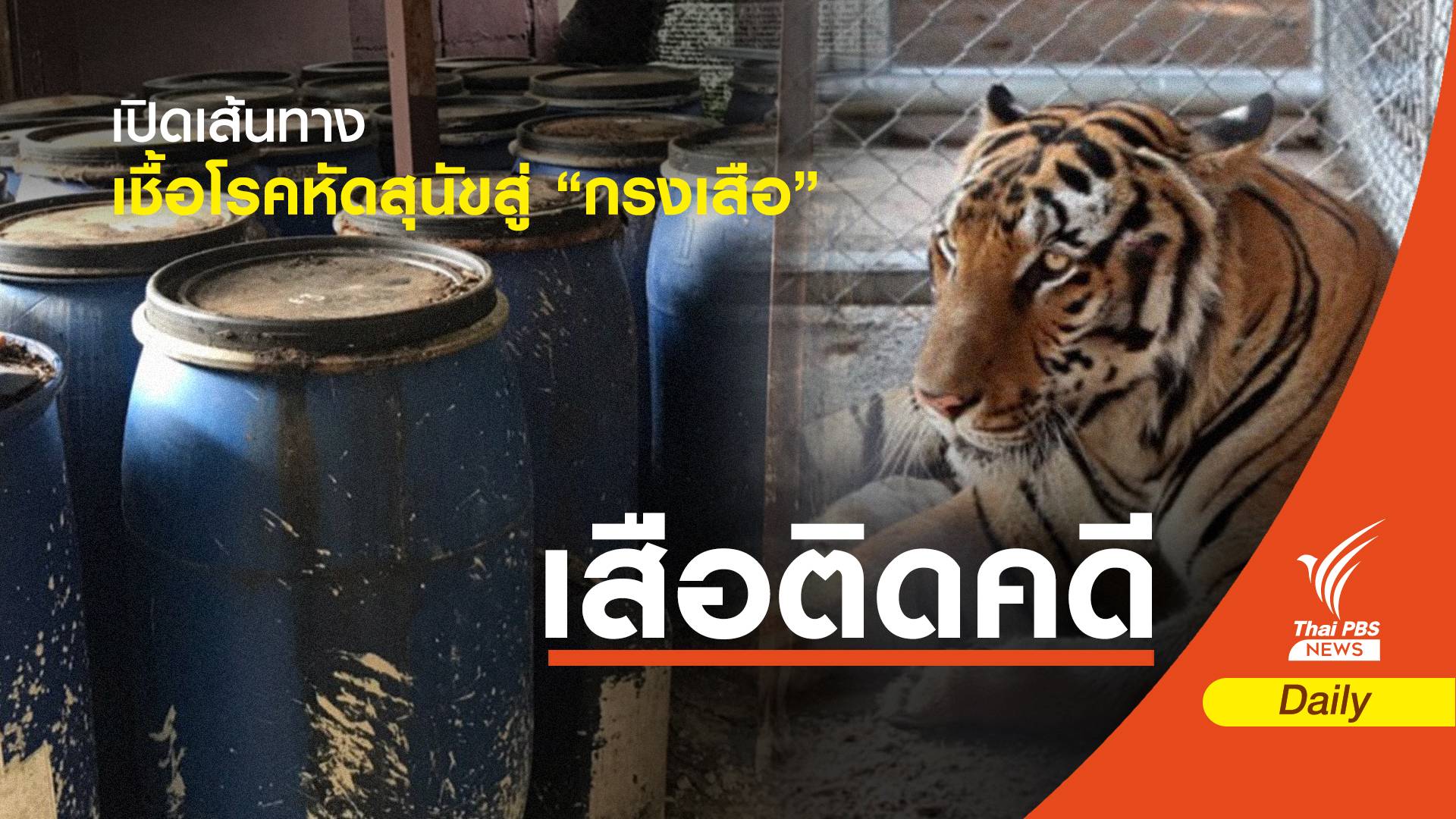 แกะรอยเส้นทางแพร่ "โรคหัดสุนัข" ภัยเงียบคร่าเสือ 86 ชีวิต 