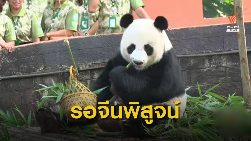 สวนสัตว์เชียงใหม่ รอทีมจีนผ่าชันสูตรแพนด้า "ช่วงช่วง" ตาย