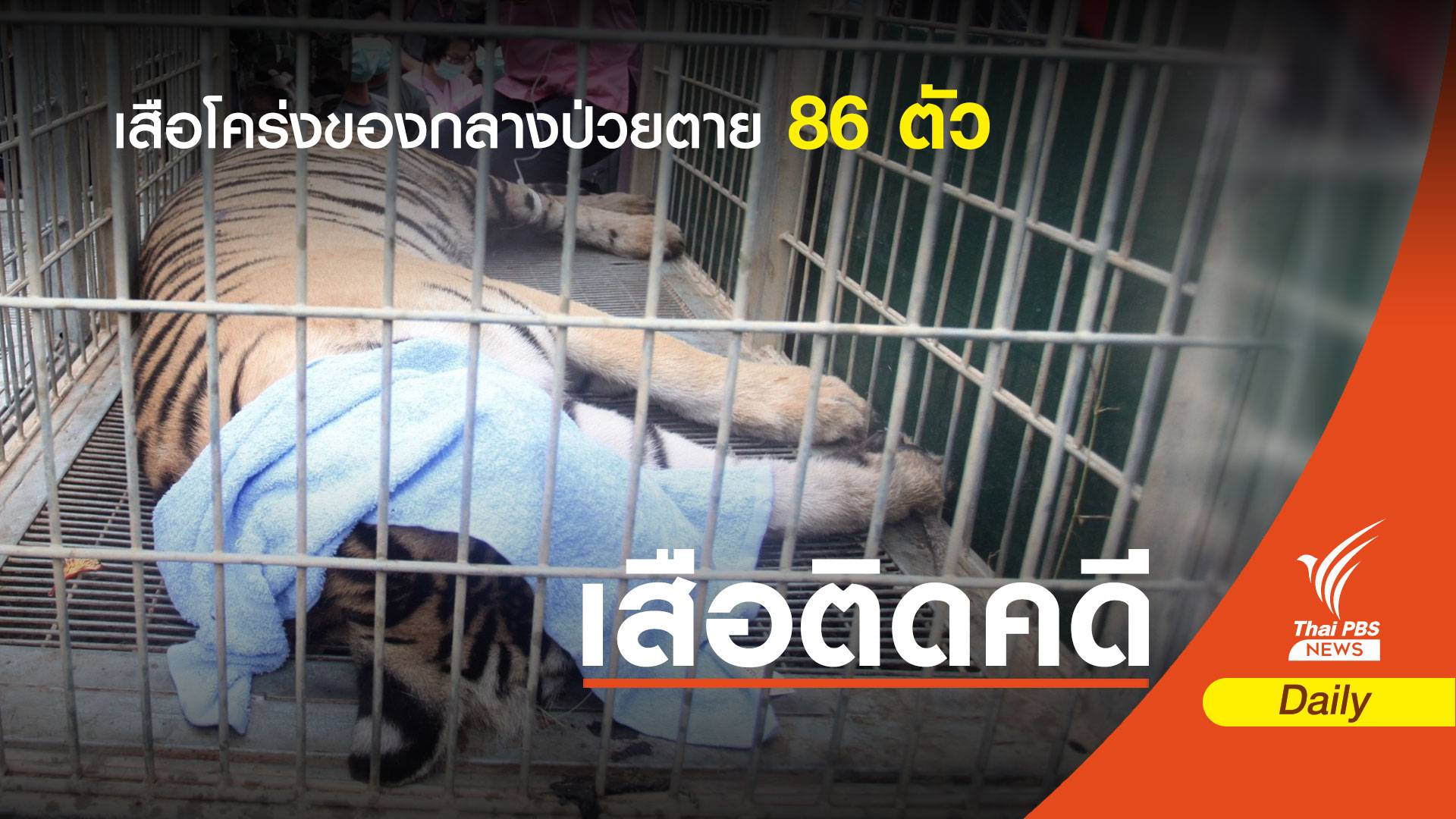 "เสือโคร่ง" ของกลางป่วยหัดสุนัข-อัมพาตลิ้นกล่องเสียงตาย 86 ตัว