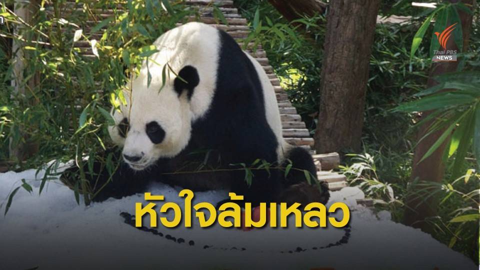 หัวใจล้มเหลว สาเหตุตายแพนด้า "ช่วง ช่วง"