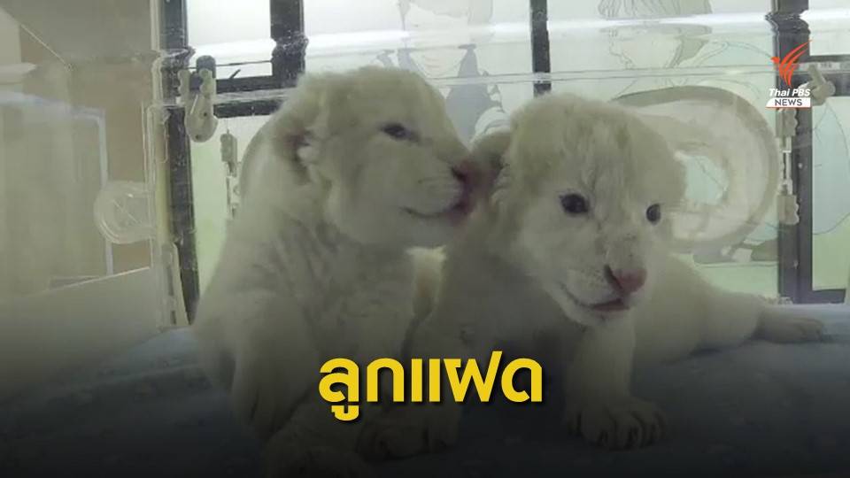 สวนสัตว์จีนเปิดตัว "ลูกสิงโตขาวแอฟริกัน" หายาก