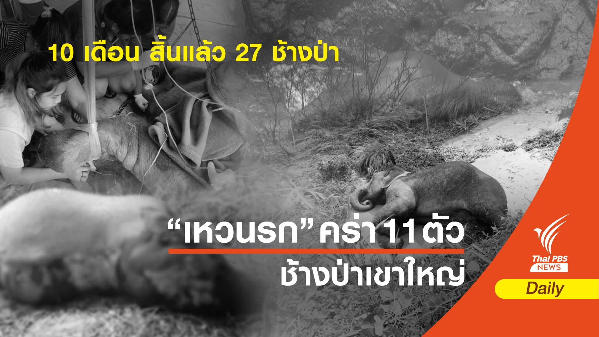 10 เดือน สูญเสียแล้ว 27 ช้างป่า