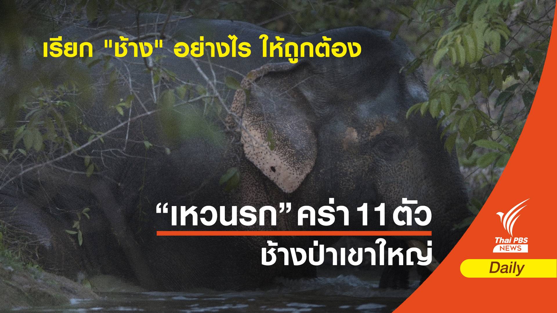 เรียก "ช้าง" อย่างไร ให้ถูกต้อง