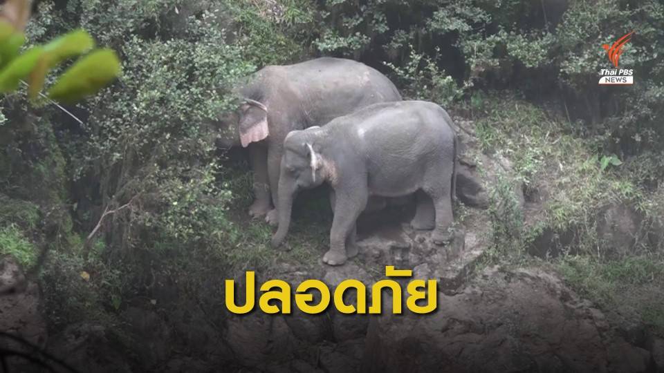 "2 ช้างป่า" ขึ้นจากน้ำตกเหวนรก ใช้โดรนบินค้นหา-ติดตามอาการ