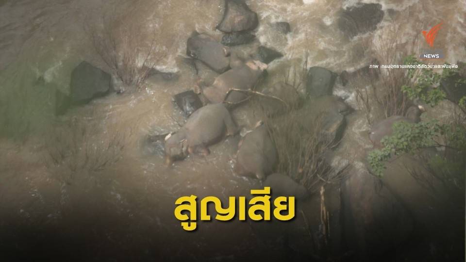 ไทม์ไลน์ 6 ชีวิตช้างป่าเขาใหญ่พลัดน้ำตกเหวนรก