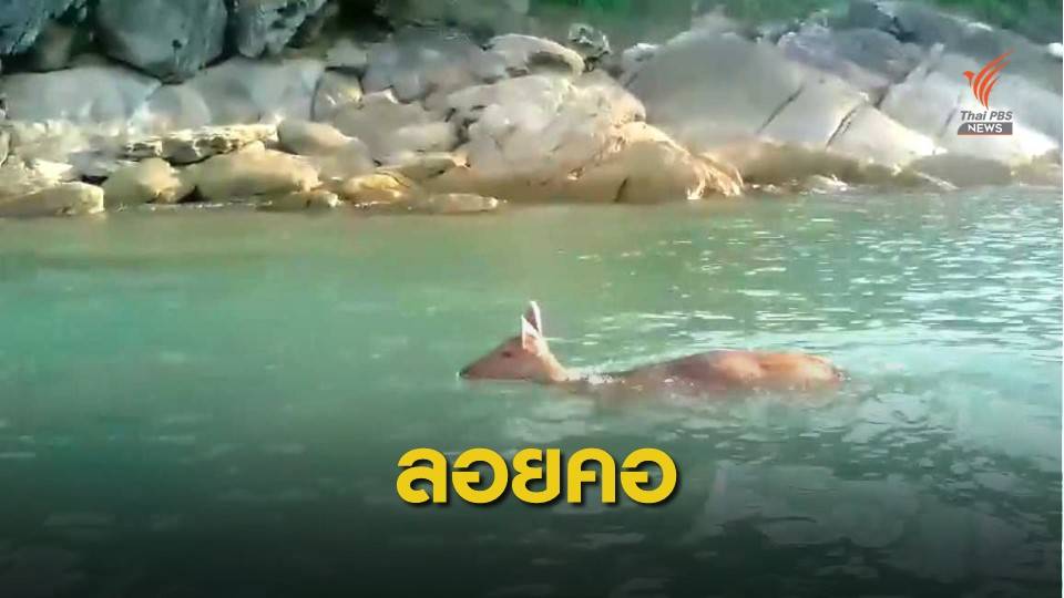"กวางม้า" ตกทะเลขนอม หลังตัดถนนเลียบหาด