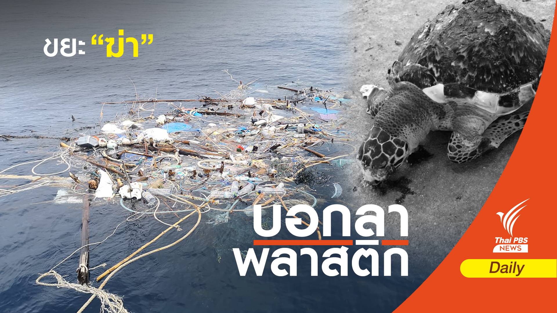 วิกฤต! ขยะฆ่าเต่าทะเลหายาก 3 เดือนตาย 4 ตัว