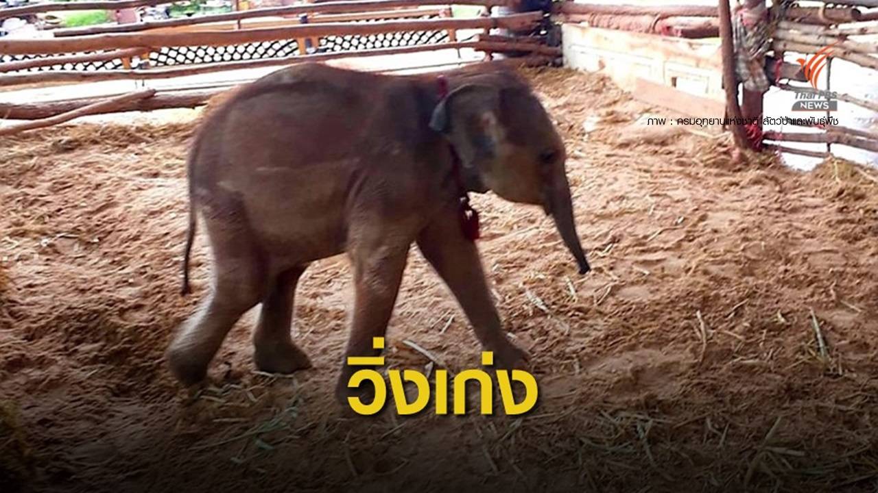 ลูกช้างป่า "ชบาแก้ว" เริ่มแข็งแรง วิ่งเล่นทั่วคอก