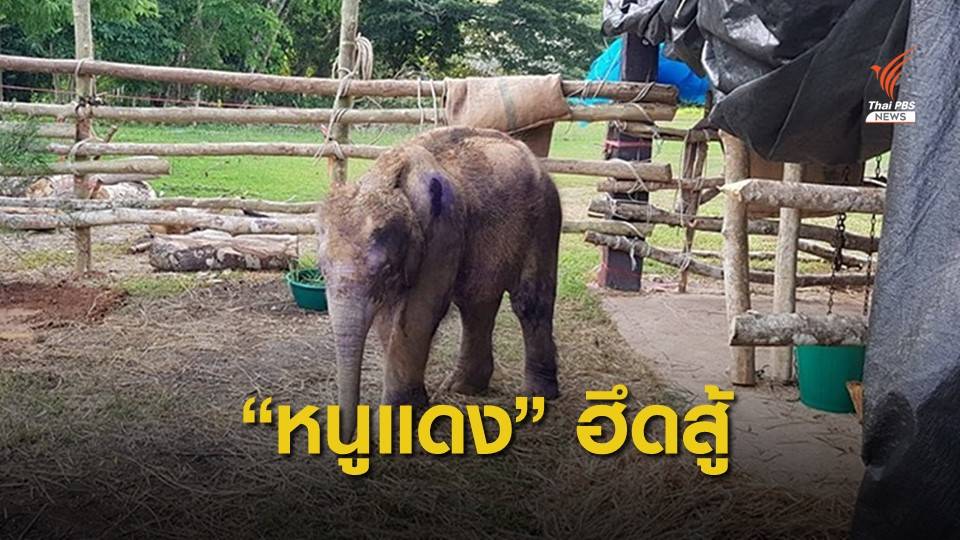 "หนูแดง" ลูกช้างป่าอาการทรงตัว สัตวแพทย์เฝ้าไม่ห่าง