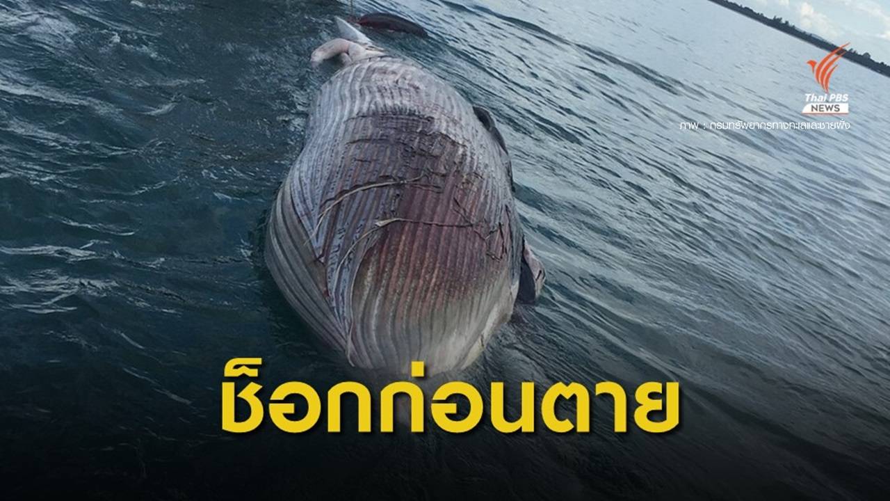 เปิดผลผ่าซาก "เจ้าเด่น" วาฬบรูด้า สันนิษฐานป่วยก่อนตาย