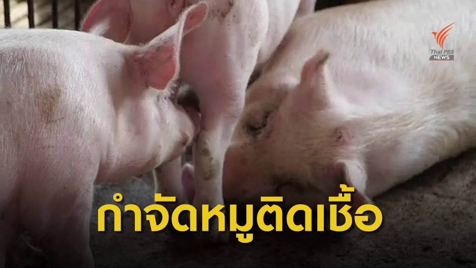 เวียดนามกำจัดหมู 2.5 ล้านตัวคุมอหิวาต์แอฟริการะบาด 