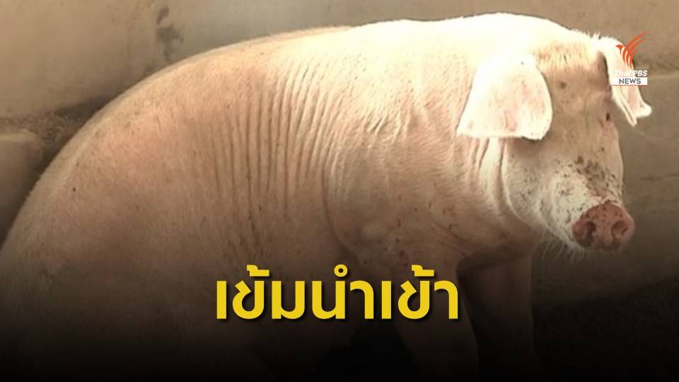 ด่านพรมแดนไทย-ลาว "พ่นยาฆ่าเชื้อ" ป้องกันอหิวาต์หมู