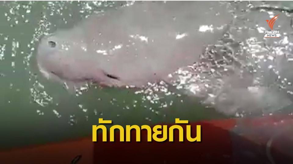 "มาเรียม" มาแล้วโผล่ทักทายข้างเรือแม่ส้ม