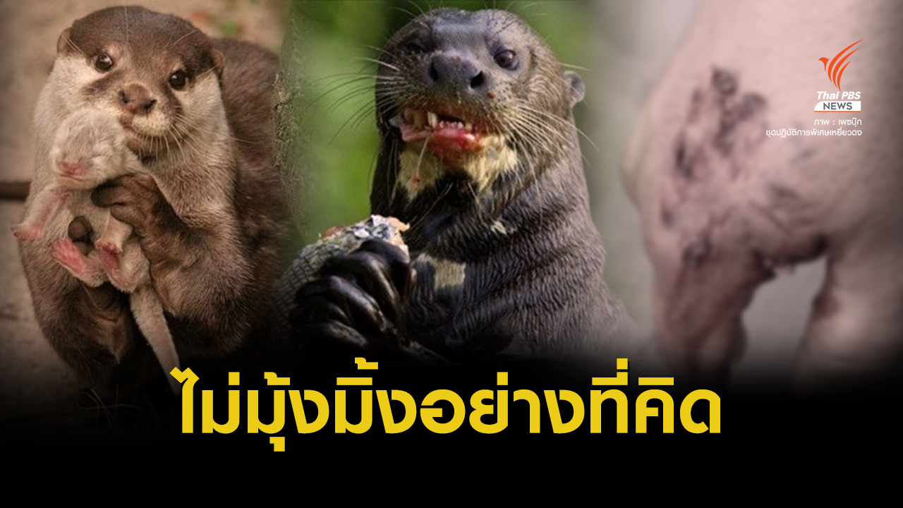 อีกมุมที่ต้องรู้ของตัว "นาก" จากคนแอบเลี้ยง