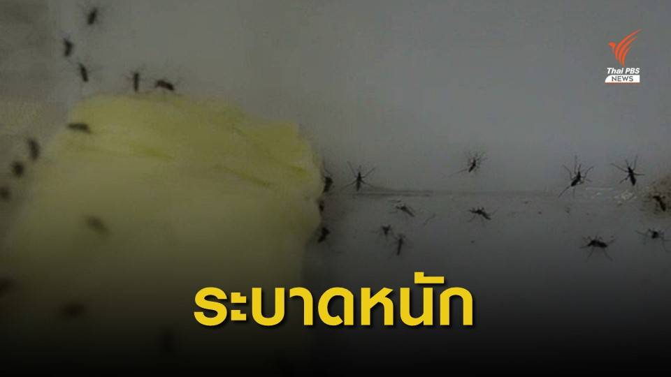 สระแก้วไข้เลือดออกระบาดหนัก ป่วยสะสมเกือบ 400 คน