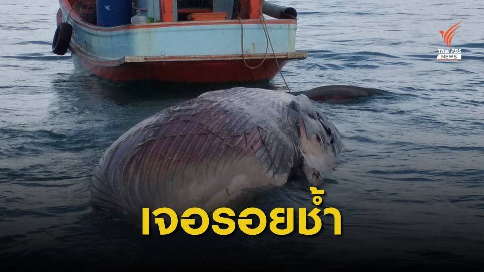 ผ่าพิสูจน์ "วาฬบรูด้า"ทะเลสุราษฎร์ฯ เจอรอยช้ำบริเวณหัว-หาง 
