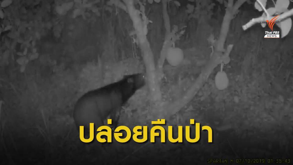 หมีควายเข้ากินผลไม้ในสวนชาวบ้าน จ.ปราจีนบุรี - นำตัวปล่อยป่า