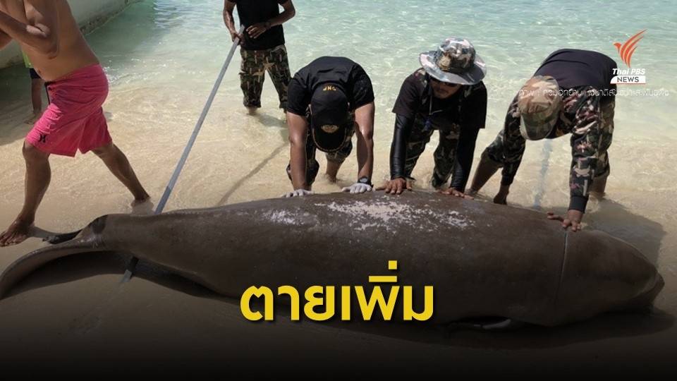 พบพะยูนตายเพิ่ม 2 ตัว เร่งหาสาเหตุ