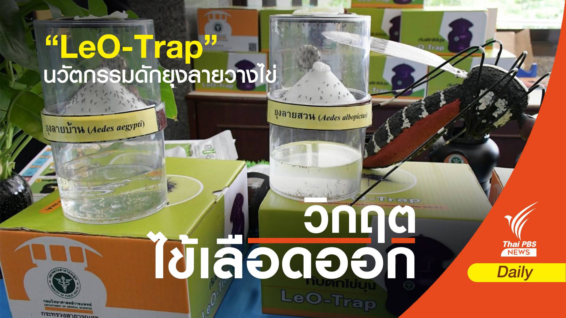 “LeO-Trap” ล่อยุงวางไข่ สกัดยุงเกิดใหม่
