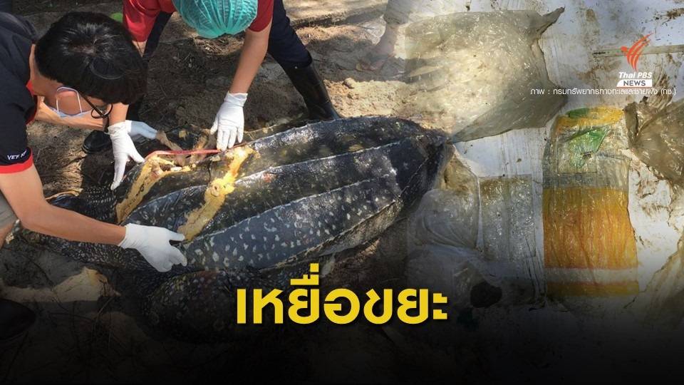 ตะลึง! เจอถุงพลาสติก 9 ชิ้นเต่ามะเฟืองถูกใบพัดตาย