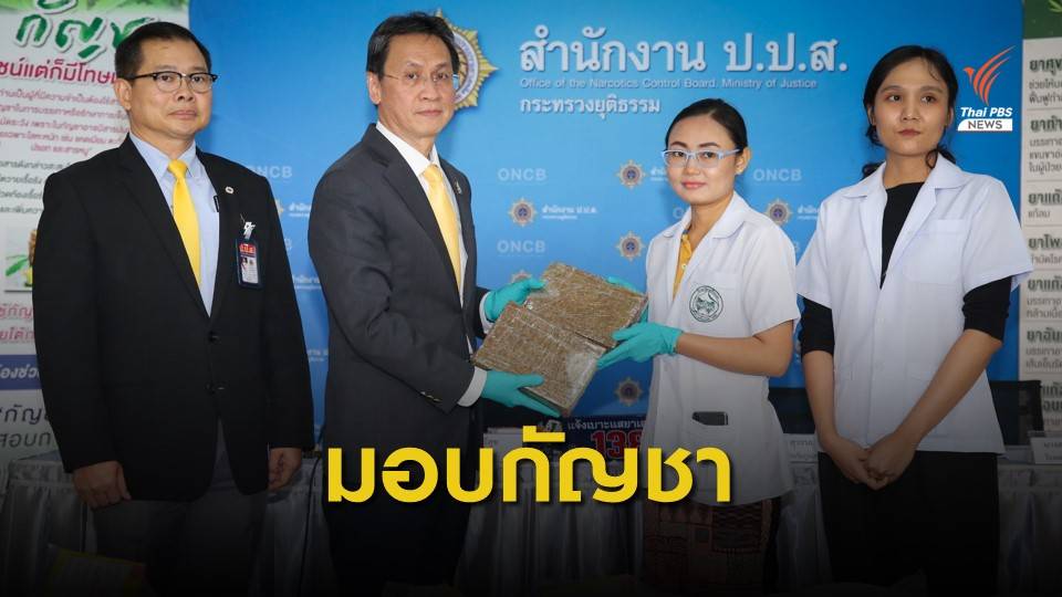 ป.ป.ส.มอบกัญชาให้ "รพ.อภัยภูเบศร" สกัดน้ำมันกัญชา
