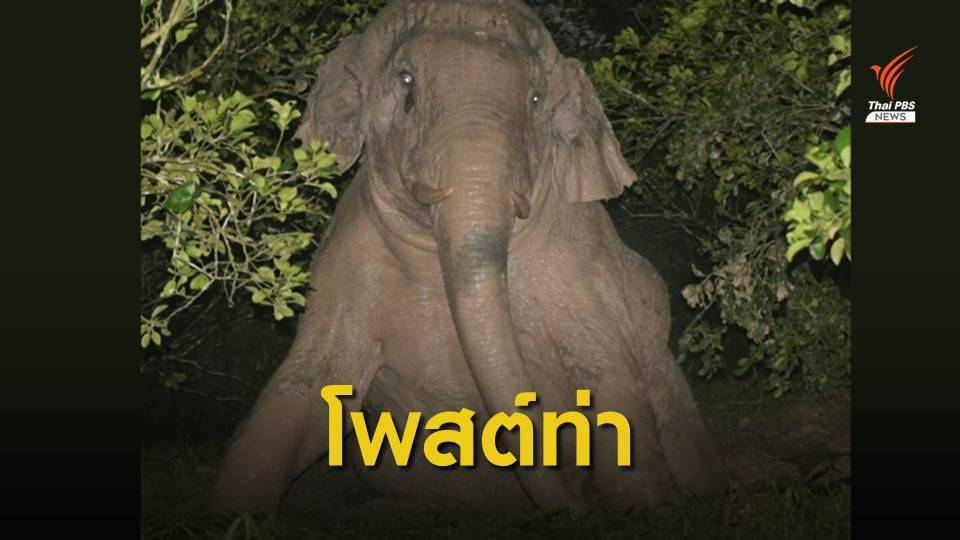 ช้างป่าอุทยานฯเขาใหญ่อวดโฉม ให้ จนท.ถ่ายภาพ