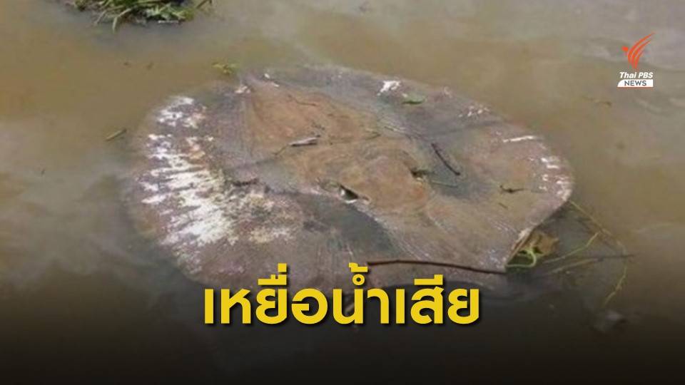 คพ.ฟ้องโรงงานเอทานอล 5.7 ล้านบาท ค่าชีวิตกระเบนราหู 44 ตัว