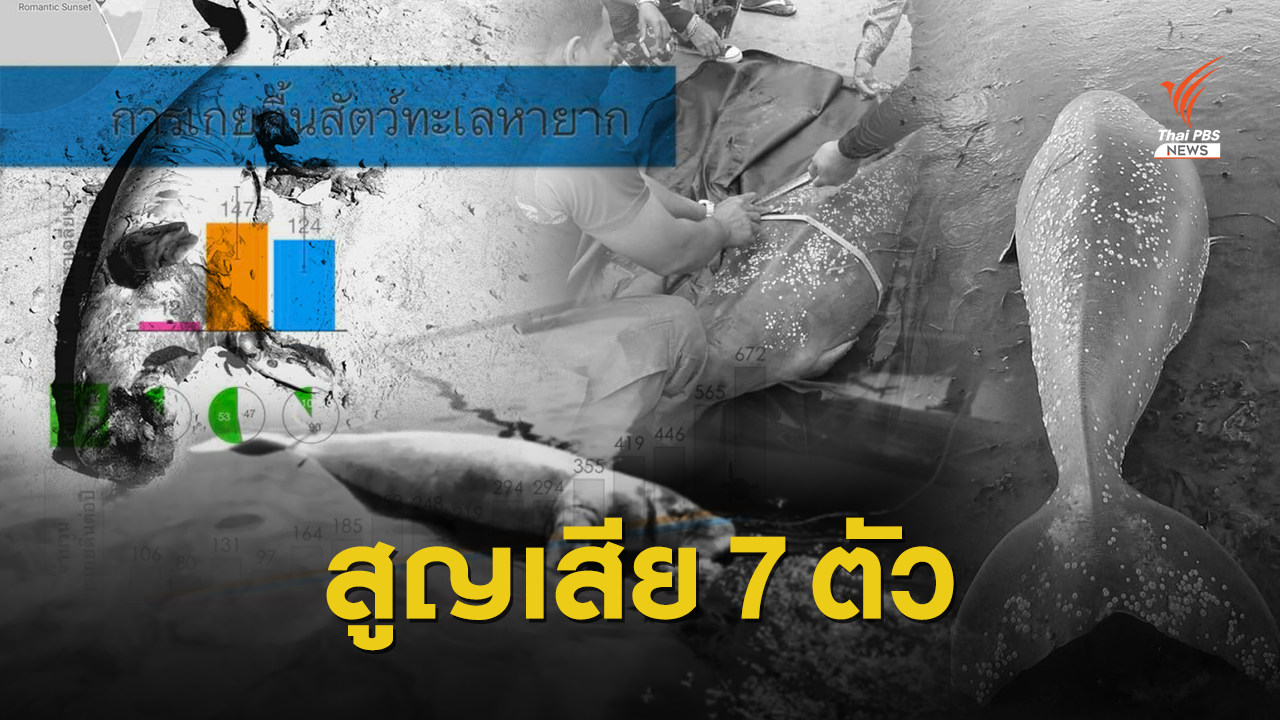 สูญเสีย! "พะยูน" อายุ 70 ปีทะเลตรัง ตายตัวที่ 7