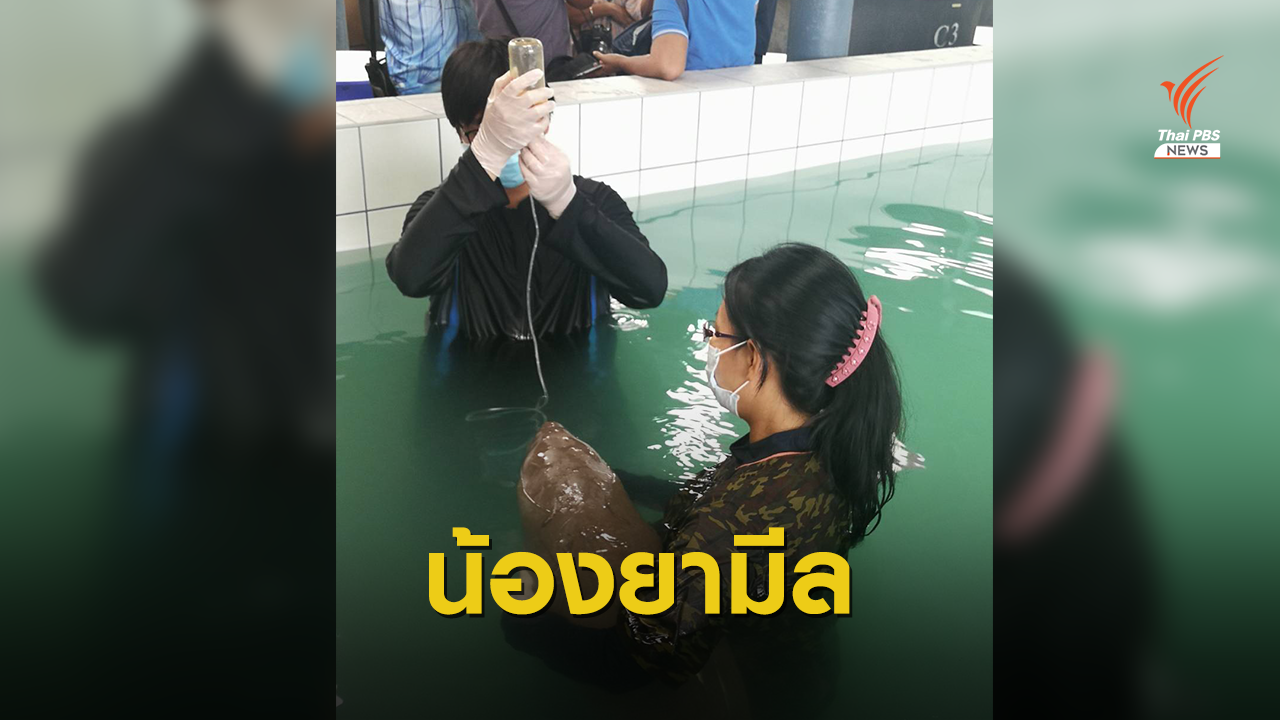 สมเด็จพระเจ้าลูกเธอ เจ้าฟ้าสิริวัณณวรีฯ พระราชทานชื่อพะยูนกระบี่ "ยามีล"