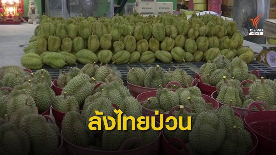 จีนเข้มนำเข้าผลไม้ต้องขึ้นทะเบียน GMP ป่วนตลาดทุเรียนไทย