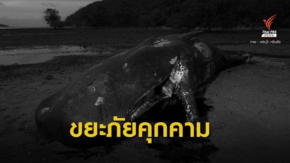 กรีนพีช จี้คำตอบ "ขยะ" ในท้องวาฬหัวทุย