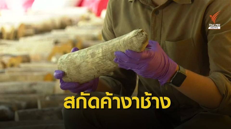 ล็อตใหญ่! สิงคโปร์ยึดงาช้างเกือบ 9 ตัน เกล็ดตัวนิ่มกว่า 10 ตัน