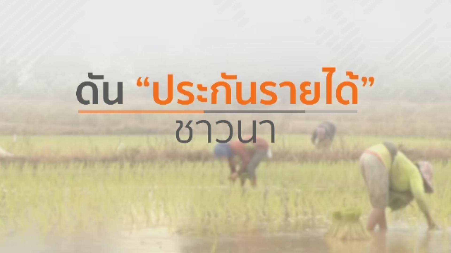 ดัน "ประกันรายได้" ชาวนา